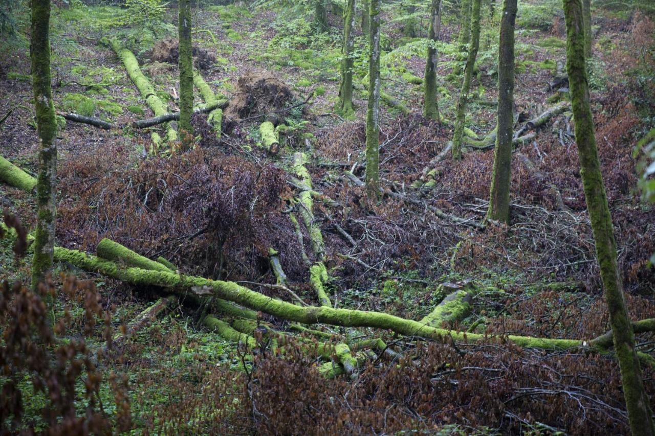 La Colline Des Renards Chambres Locmaria-Berrien Esterno foto